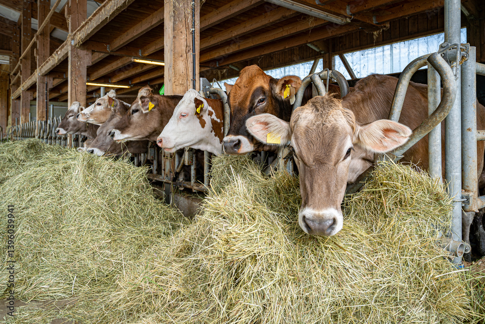 Kühe fressen Heu und Gras in einem modenen Rindviehastall., Porträt - Nahaufnahme.
