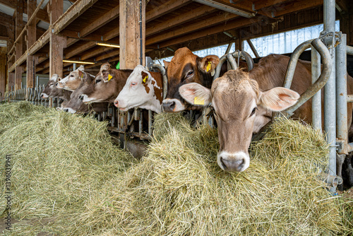 Kühe fressen Heu und Gras in einem modenen Rindviehastall., Porträt - Nahaufnahme.