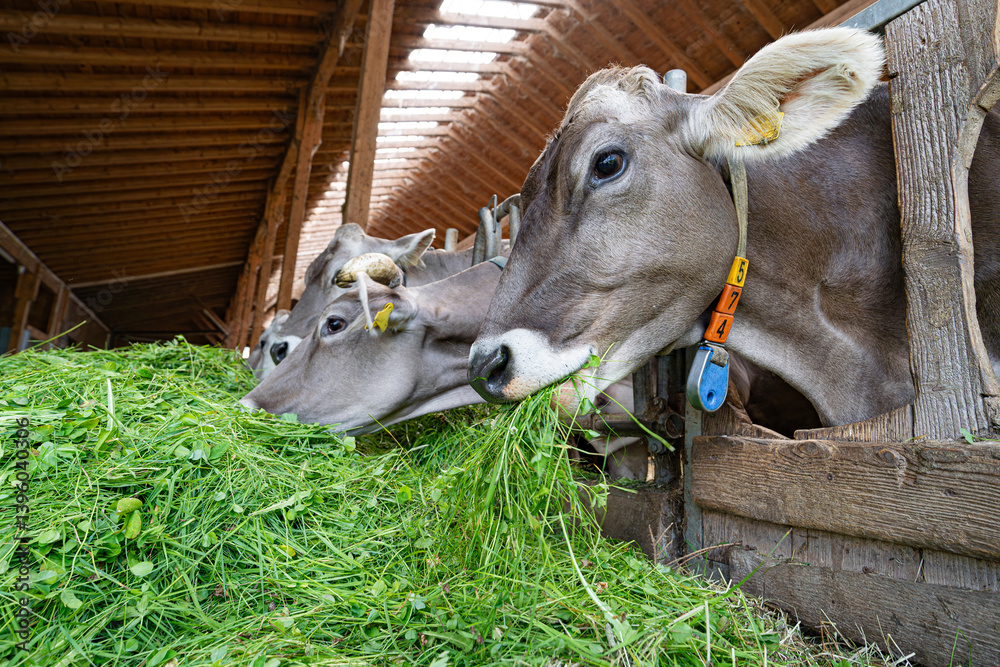 Kühe fressen Heu und Gras in einem modenen Rindviehastall., Porträt - Nahaufnahme.