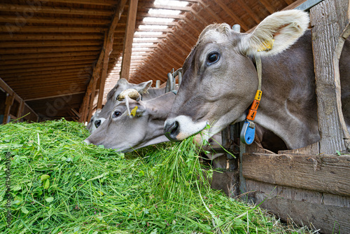 Obraz na płótnie Kühe fressen Heu und Gras in einem modenen Rindviehastall., Porträt - Nahaufnahme. w salonie