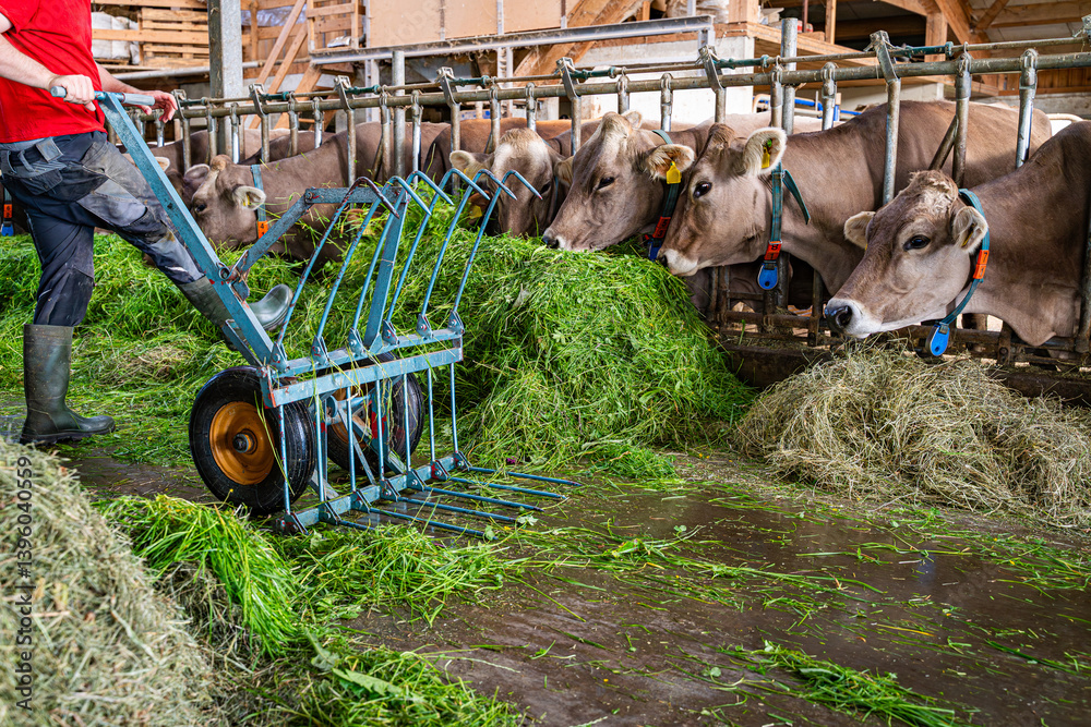 Heumilch - Erzeugung, Landwirt schiebt frisches Gras mit einer fahrbaren Futtergabel im hellen Rindviehstall vor die Kühe.