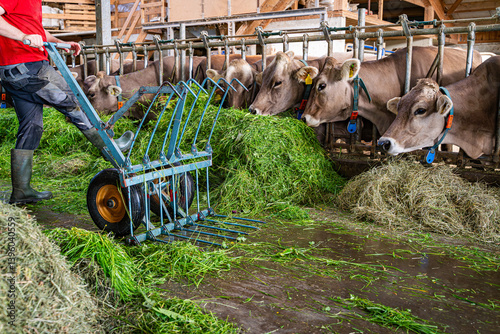 Obraz na płótnie Heumilch - Erzeugung, Landwirt schiebt frisches Gras mit einer fahrbaren Futtergabel im hellen Rindviehstall vor die Kühe. w salonie