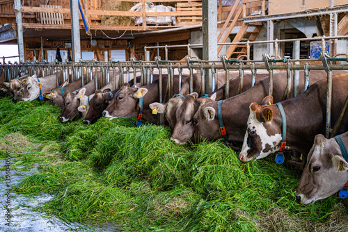 Obraz na płótnie Schöne braune Kühe fressen in einem hellen Rindviehstall mit großem Appetit frisches grünes Gras. w salonie