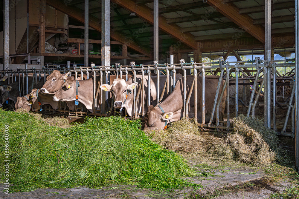 Heumilch - Erzeugung, Braunvieh Kühe fressen Heu und Gras in einem hellen Rindviehstall.