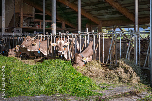 Obraz na płótnie Heumilch - Erzeugung, Braunvieh Kühe fressen Heu und Gras in einem hellen Rindviehstall. w salonie