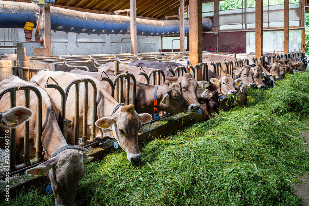 Heumilch - Erzeugung, hungrige Kühe fressen frisch vorgelegtes Gras in einem sonnigen Rindviehstall.