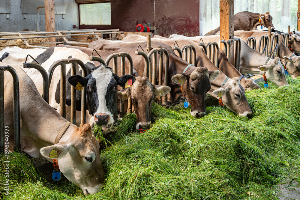 Schöne braune Kühe fressen in einem hellen Rindviehstall mit großem Appetit frisches grünes Gras.