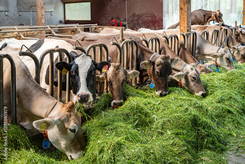 Obraz na płótnie Schöne braune Kühe fressen in einem hellen Rindviehstall mit großem Appetit frisches grünes Gras. w salonie