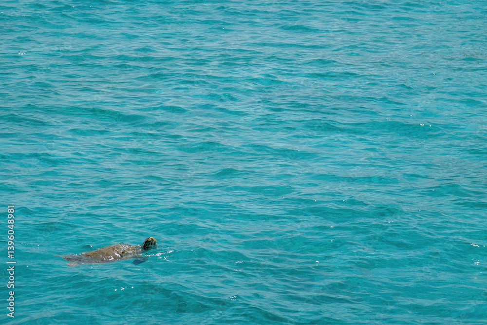 Naklejka premium Tortue aux Tobago Cays