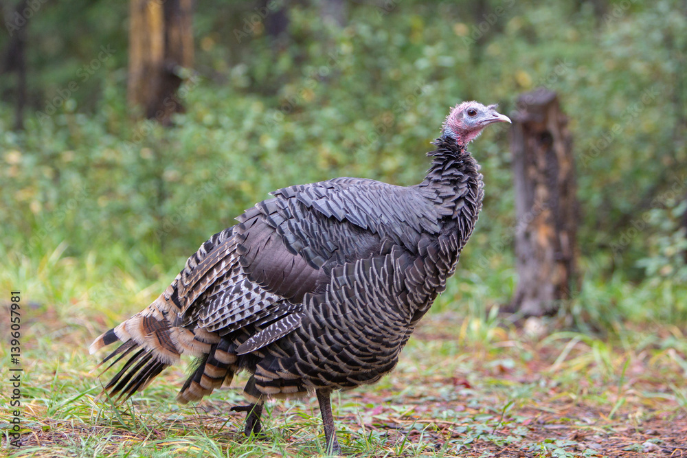 Fototapeta premium Close up of a curious, friendly, Wild Turkey roaming around and scavenging in a evergreen forest
