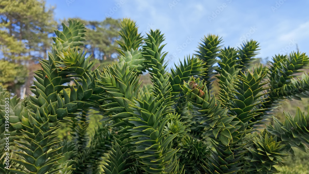 Dense and Spiral Leaf Structure of Exotic Araucaria Tree. Dense and Spiral Leaf Structure of Exotic Araucaria Tree.