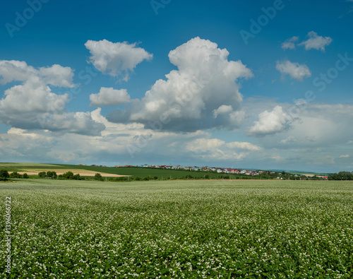 Blooming buckwheat field, village on the horizon, cereal fields, farmland, cu...