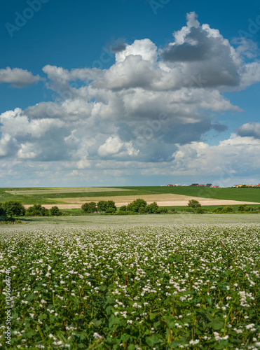 A blooming buckwheat field in the foreground with a farmland under a beautifu...