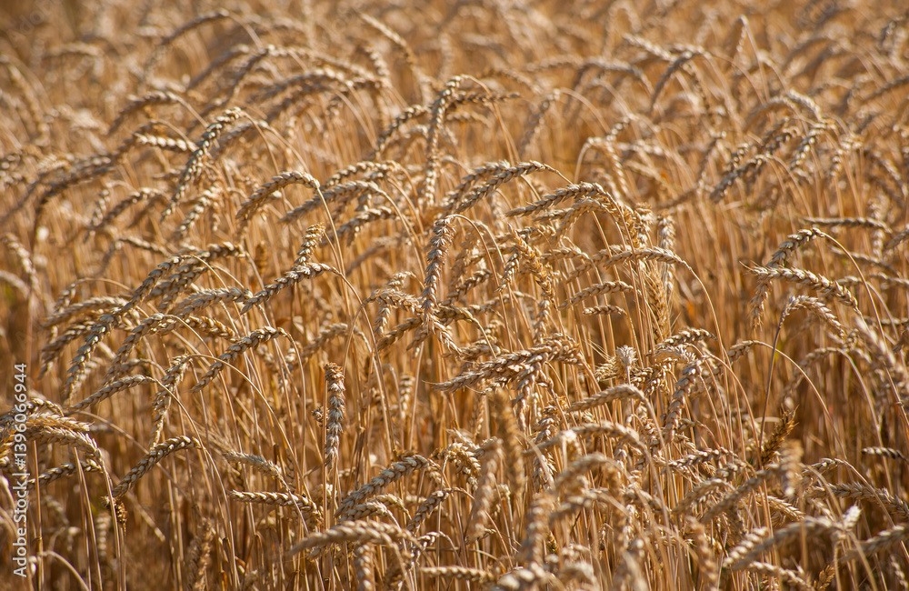 Field of ripe golden wheat. Spikelets densely filled with grain in the phase of full maturity before harvest. Close up on spikelets Field of ripe golden wheat. Spikelets densely filled with grain in the phase of full maturity before harvest. Close up on spikelets