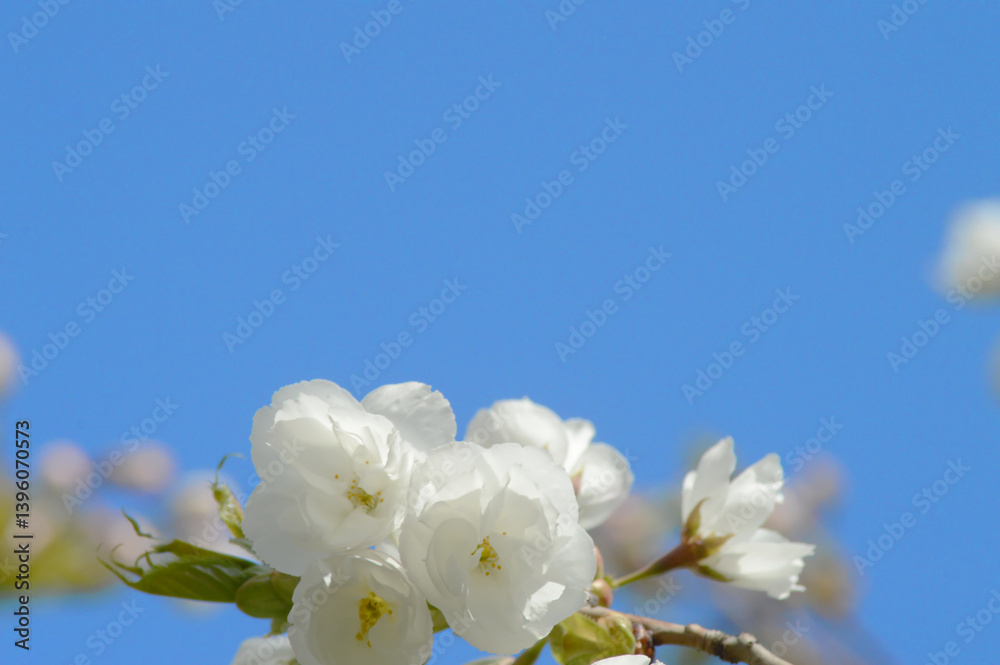 Delicate White Cherry Blossoms in Soft Spring Light – Botanical Photography for Romantic Themes and Creative Backgrounds Delicate White Cherry Blossoms in Soft Spring Light – Botanical Photography for Romantic Themes and Creative Backgrounds