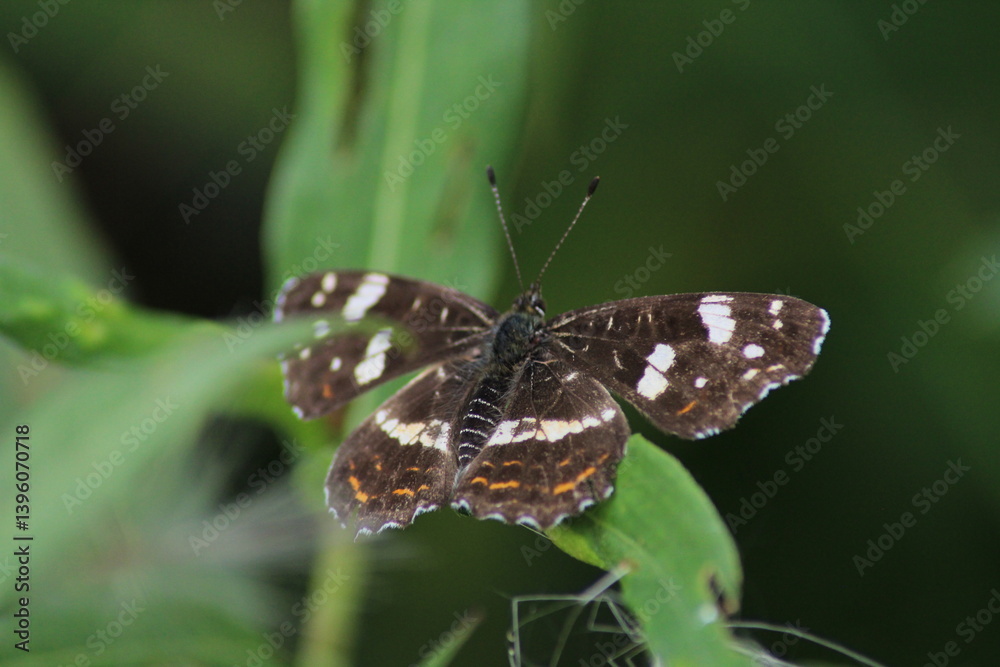 Fototapeta premium Top view close-up on the wings of the Map butterfly, araschnia levana, in summer outfit. The map two annual broods look very different. This summer brood are black with white markings. 