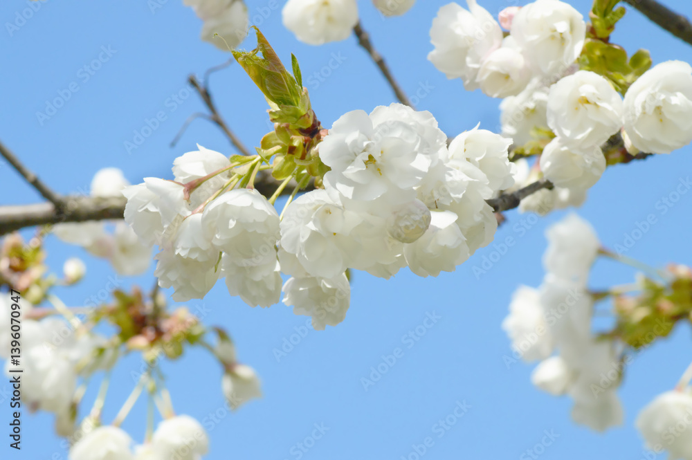 Sakura Tree in Full Bloom – White Cherry Blossoms with Blue Background for Calming Editorials, Nature Posters, or Digital Ads