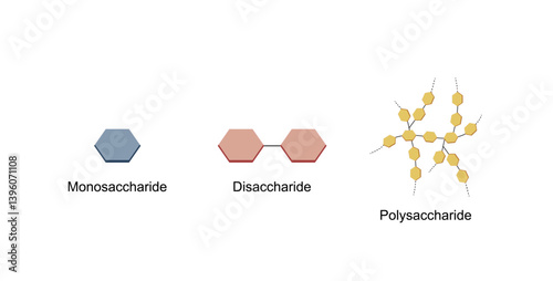Differences Between Monosaccharide, Disaccharide and Polysaccharide. Glucose, Maltose and Starch. Carbohydrates and Sugars Terminology. Scientific Design. Vector Illustration. 