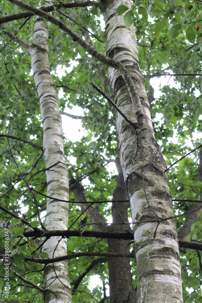 Birch tree trunk in nature. Birch bark abstract background. Nature birch background. Birch tree
Birch tree trunk in nature. Birch bark abstract background. Nature birch background. Birch tree