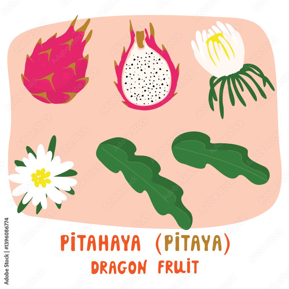 Fototapeta premium Pitahaya fruit, blossoms, leaves set. Red pitaya with white fresh. Vector cartoon elements on pink backdrop. Botanical designs with handwritten. Edible cactus, dragon fruit, exotic plants. 