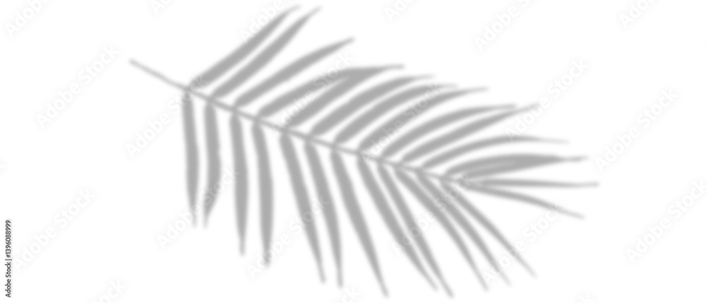 shadow from plant branches on white isolated background close-up