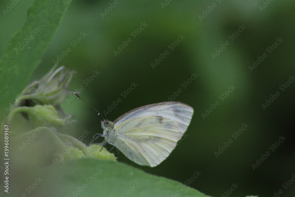 Butterfly, Cabbage White, Pieris rapae, sitting on a green leaf. Female European Large Cabbage White butterfly Pieris brassicae
Butterfly, Cabbage White, Pieris rapae, sitting on a green leaf. Female European Large Cabbage White butterfly Pieris brassicae