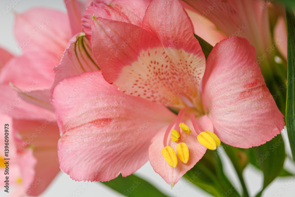 pink alstroemeria flower, Lily of the Incas, in vase on isolated white background