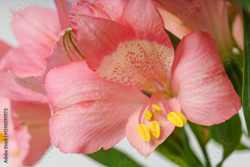 Obraz na płótnie pink alstroemeria flower, Lily of the Incas, in vase on isolated white background w salonie