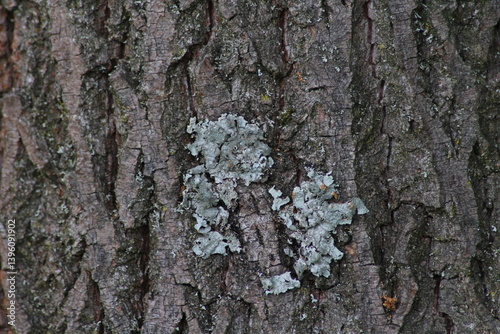 Lichen on a tree. Parmelia sulcata is a foliose lichen in family Parmeliaceae. The most common lichens, harbours a unicellular Trebouxia green algal symbiont. 
 photo