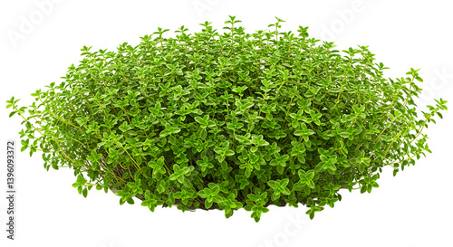 Greenery thyme herb plant garden nature growth botanical flora leaves organic culinary fresh aromatic groundcover