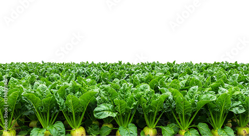 Sugar beet field agriculture crop farming harvest farmland cultivation rural landscape countryside view