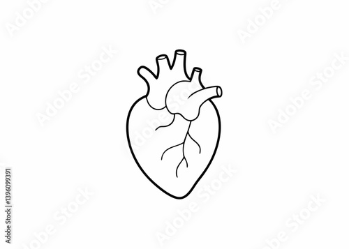 Anatomical Heart Illustration: A simple line illustration of a human heart, showcasing its essential form and structure in a clean, modern design.