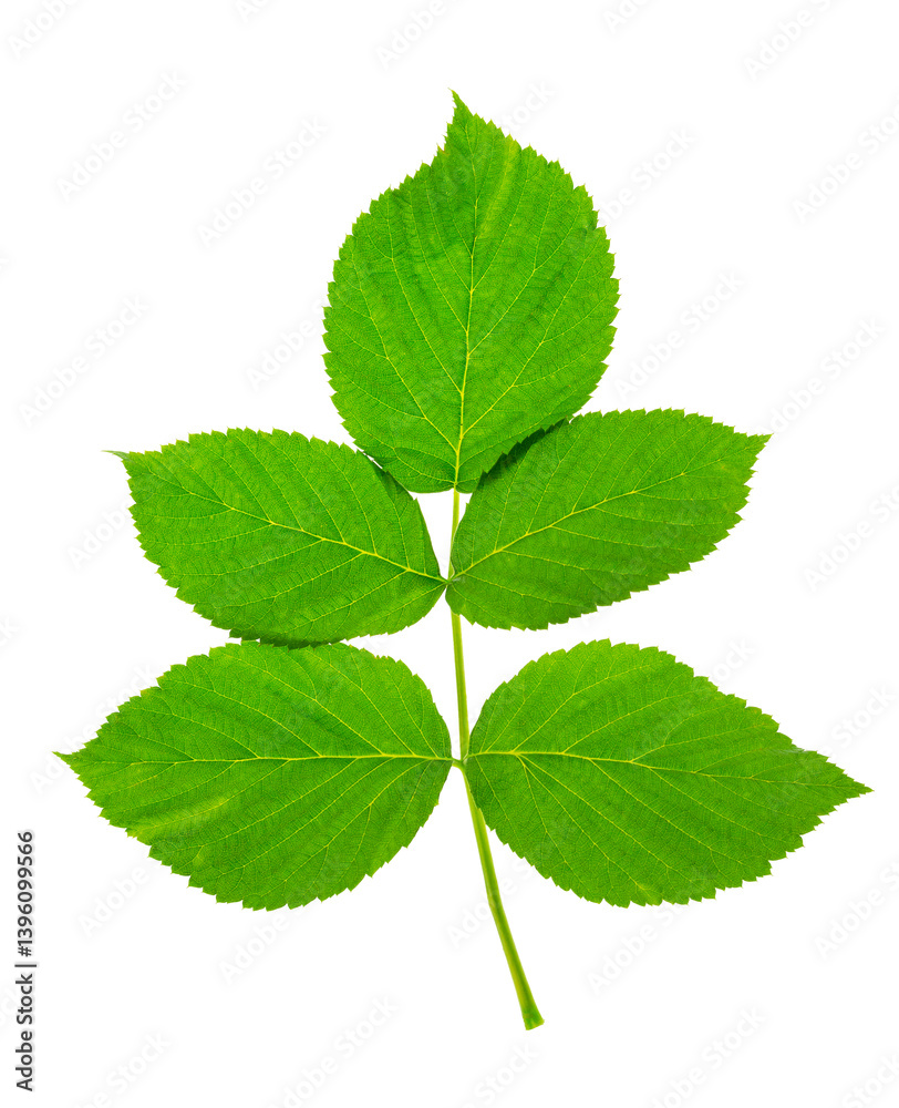 raspberry leaf. branches with leaves on transparent, png. organic natural healthy fruit . raspberry leaf. branches with leaves on transparent, png. organic natural healthy fruit .