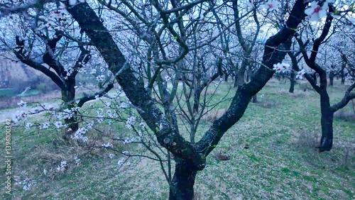 Almond blossoms on a twig. Flowering almond trees in an orchard. Flowering trees at twilight, sunset. Close-up