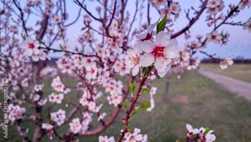 A view of an almond orchard in bloom. Almond orchard in bloom in spring. Pink almond blossoms at twilight. The concept of cultivation and orcharding. Partly blurred
