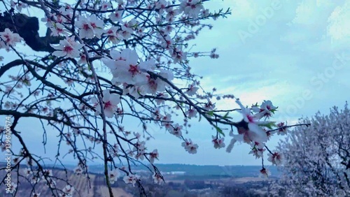 A view of an almond orchard in bloom. Almond tree orchard in flower in spring. White almond blossoms on a twig. The concept of agriculture and orchard farming. View of a flowering almond tree, close