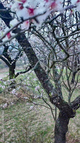 A view of an almond orchard in bloom. Almond tree orchard in flower in spring. White almond blossoms on a twig at sunset. The concept of farming and orcharding. Close-up