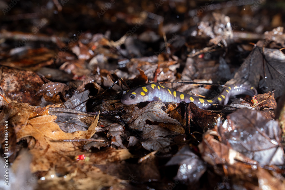 Spotted salamander on leafy forest floor Spotted salamander on leafy forest floor
