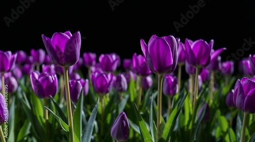 Vibrant purple tulip field with copy space for creative designs and floral themes 