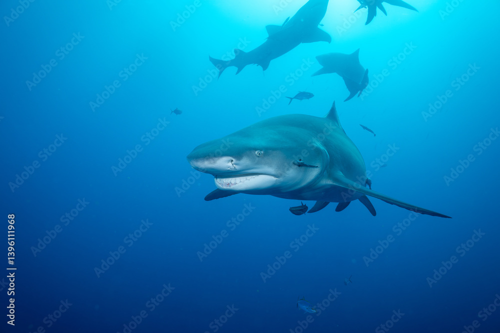 Naklejka premium Multiple lemon sharks at ocean surface