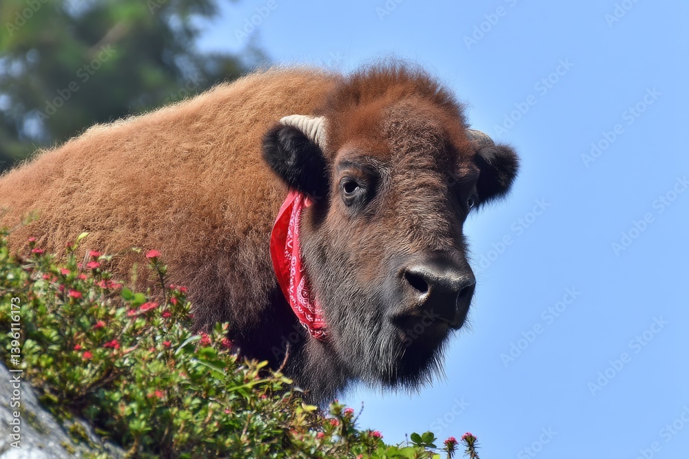 Fototapeta premium Bison with red bandana in natural habitat on a sunny day