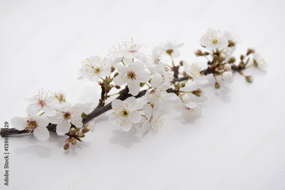 Flowering branch from a tree Flowering branch from a tree
