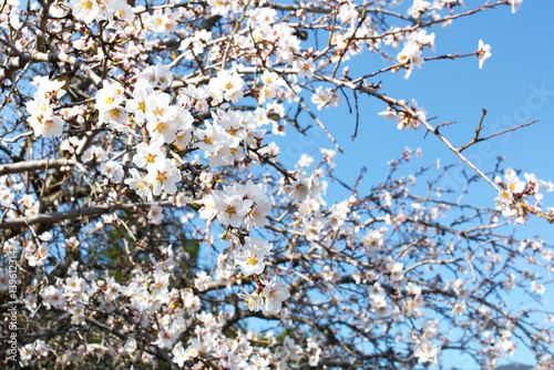 Blossoming almond