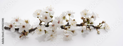 Flowering branch from a tree