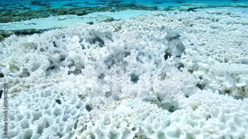 Bleached White Coral reefs, showcasing a variety of white coral structures on the ocean floor. The image highlights the impact of coral bleaching, with intricate patterns and textures. 