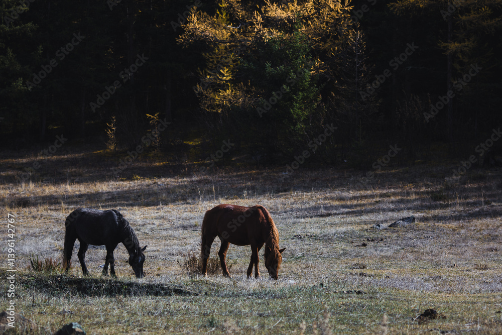 Horses grazing peacefully in a woodland setting in the mountainous Altai Republic, surrounded by natural beauty.