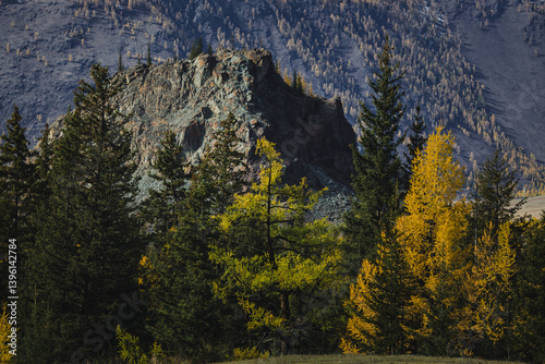 Obraz na płótnie Rocky cliffs rise above a golden autumn forest in the Altai Republic, creating a breathtaking blend of rugged terrain and vibrant seasonal colors. w salonie