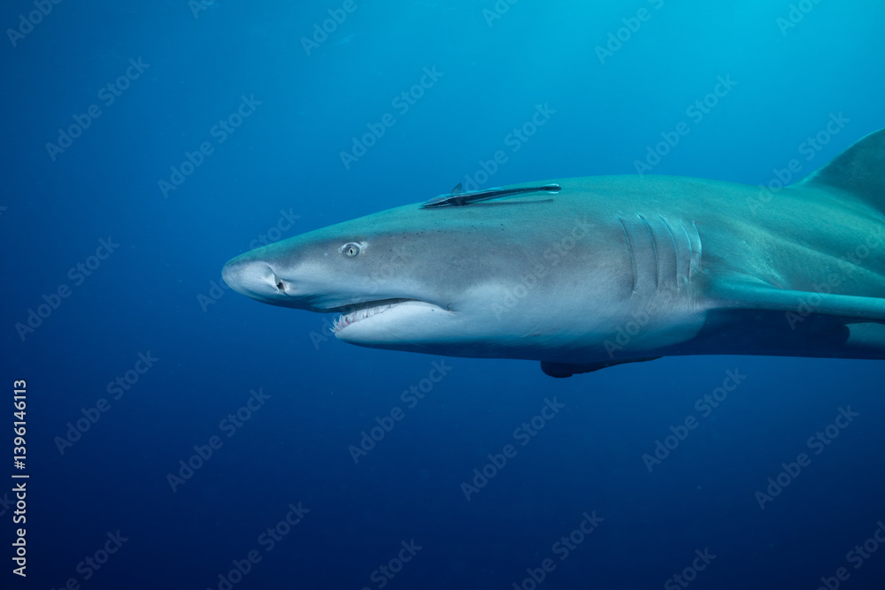 Obraz premium Lemon shark in the open ocean