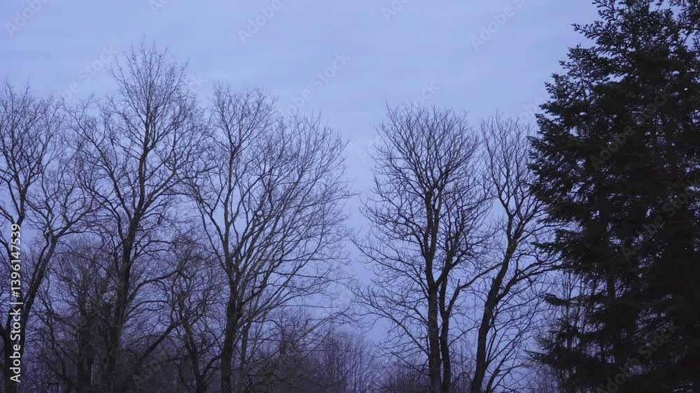 Leafless branches of tall trees twist and sway in blustery winds beneath a cloudy, overcast sky in the evening. The dynamic scene captures nature's raw power and the starkness of the season. Leafless branches of tall trees twist and sway in blustery winds beneath a cloudy, overcast sky in the evening. The dynamic scene captures nature's raw power and the starkness of the season.