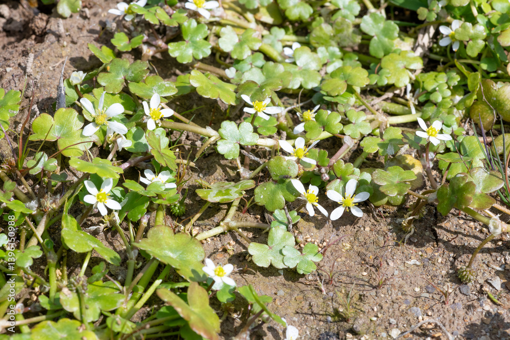 Close up of ivy leaved crowfoot (ranunculus hederaceus) flowers Close up of ivy leaved crowfoot (ranunculus hederaceus) flowers
